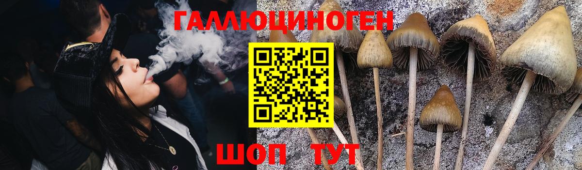 Дальнегорск  где купить наркоту  Вход с VPN  Псилоцибиновые грибы Psilocybine cubensis 